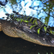 Image for article titled Two Teens Arrested, One Gator Killed In Florida Crash